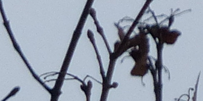 Panasonic Lumix FZ200: ultrazoomové překvapení roku