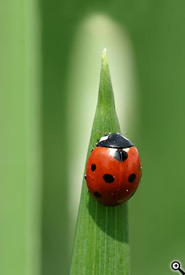 Tipy a Triky nejen pro začátečníky, díl 5. - Fotografujeme na jaře