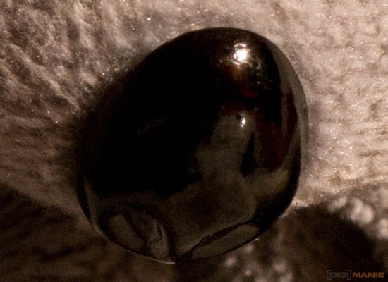 Fotíme s Koalou: Rozlišení a megapixely!