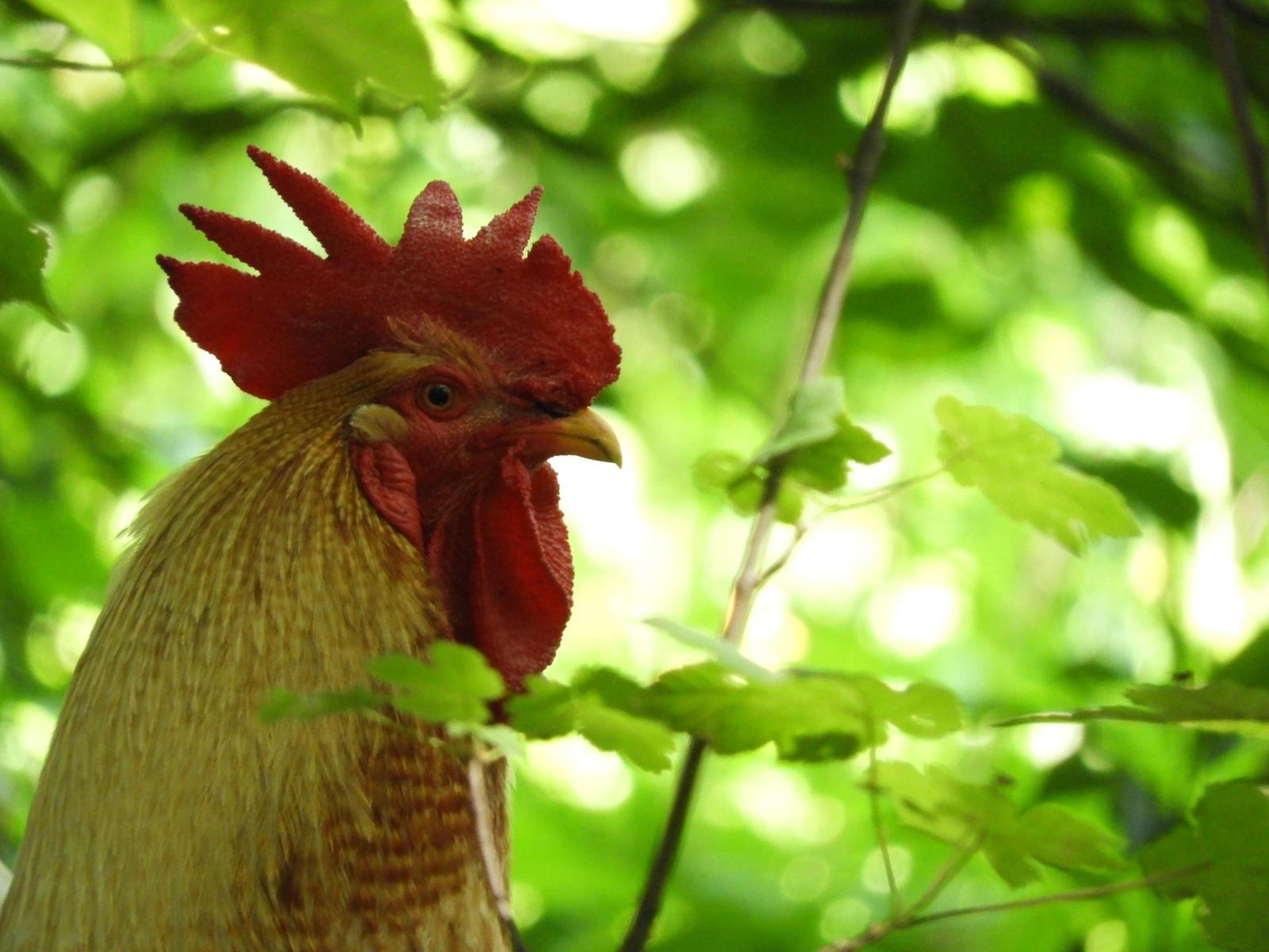 Nikon Coolpix B700: přírodovědec