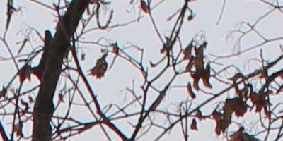 Canon EF 35mm f/1.4L USM