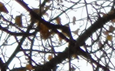 Samsung MV800: pro každý úhel i autoportréty