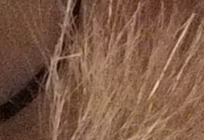 Fujifilm X-S1: jedinečný