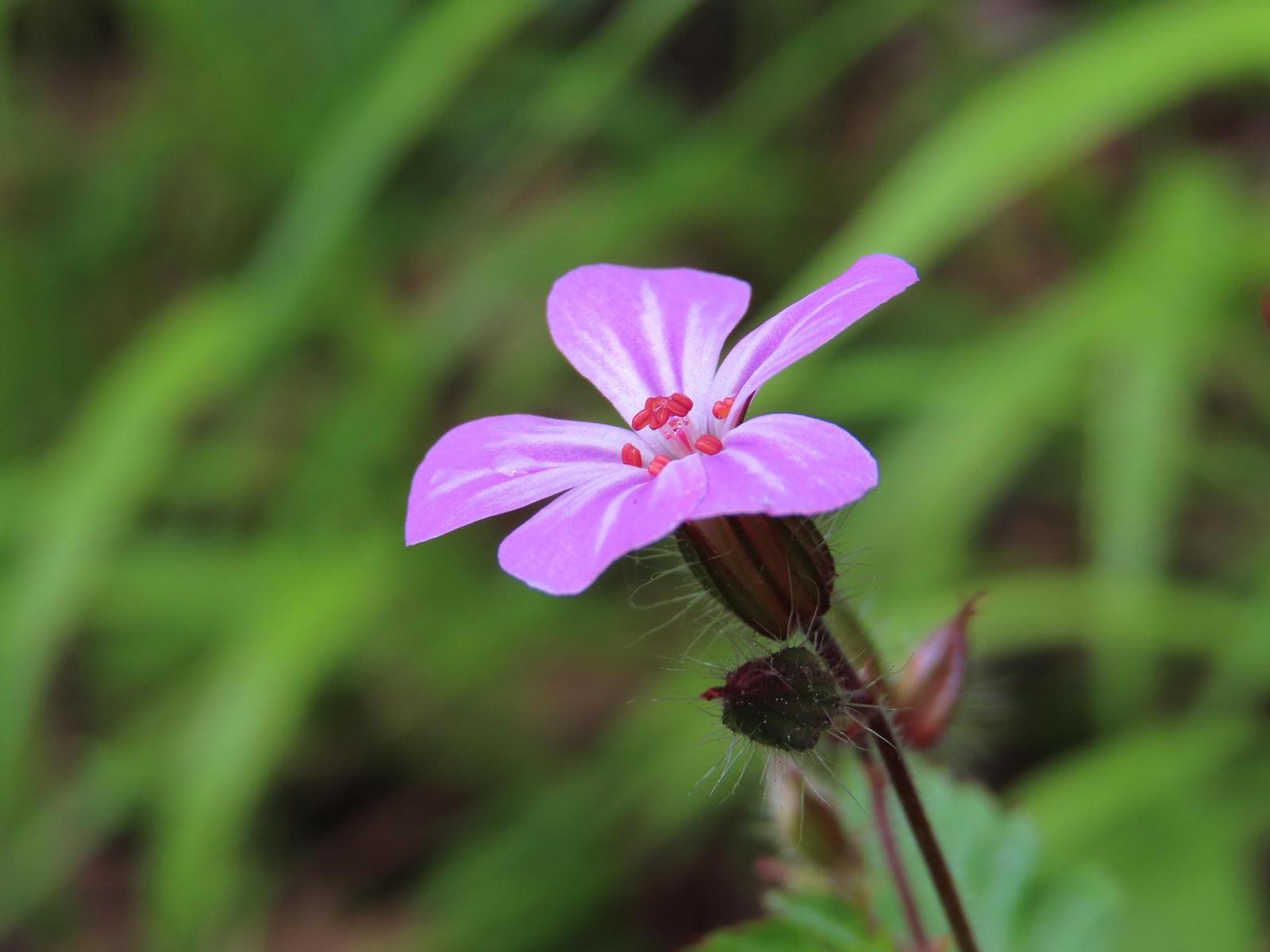 Canon PowerShot SX740 HS: bytelný univerzál