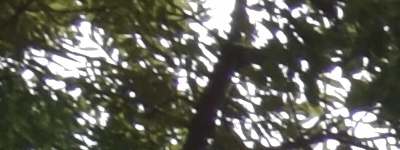 Tamron 16-300mm f/3.5-6.3 Di II VC PZD Macro