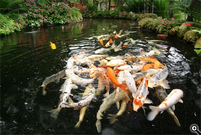 Tipy a Triky nejen pro začátečníky, díl 9. - Fotografujeme v ZOO