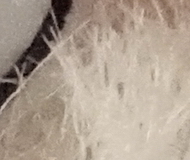 Sony A7R II (ILCE-7RM2): detaily na druhou