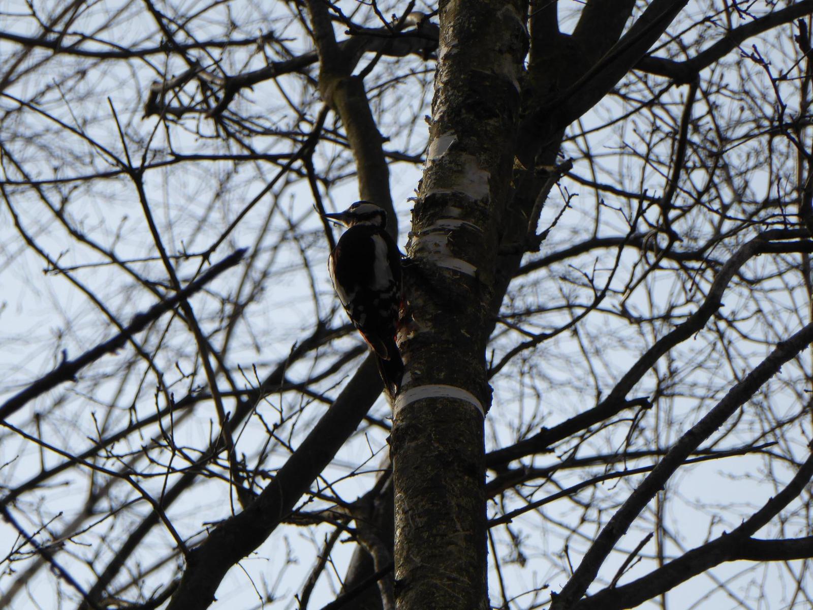 Panasonic Lumix TZ70: krůček k profi ultrazoomu