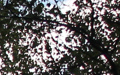 Canon EF-S 18-55mm F3,5-5,6 IS II