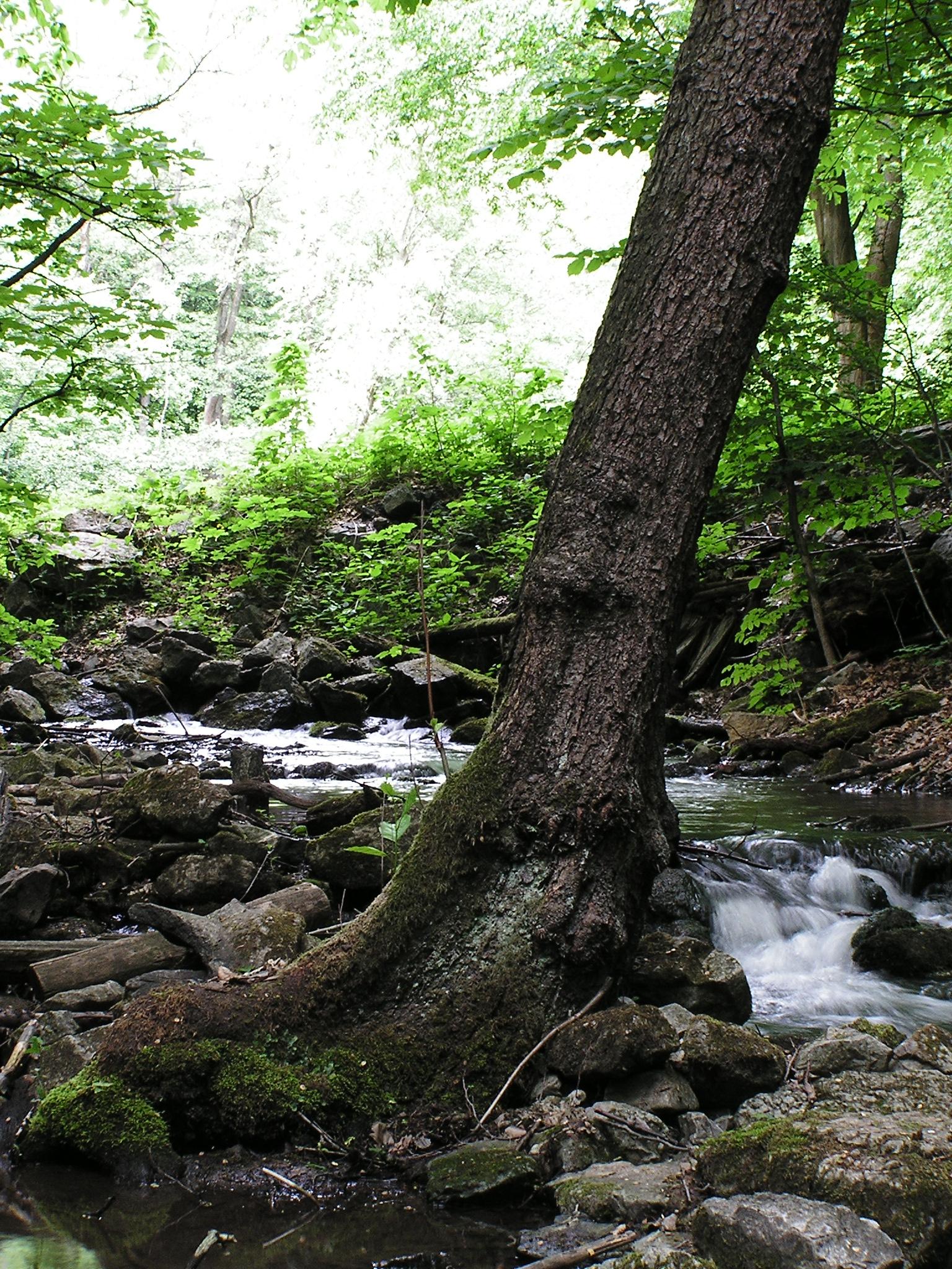 Olympus C-740 Ultra Zoom: fotoaparát s rodokmenem