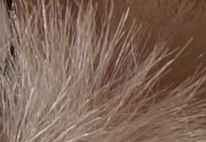 Sony NEX-6: pan dlouho očekávaný