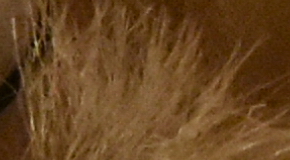 Nikon D7200: přesvědčivé zrcadlo