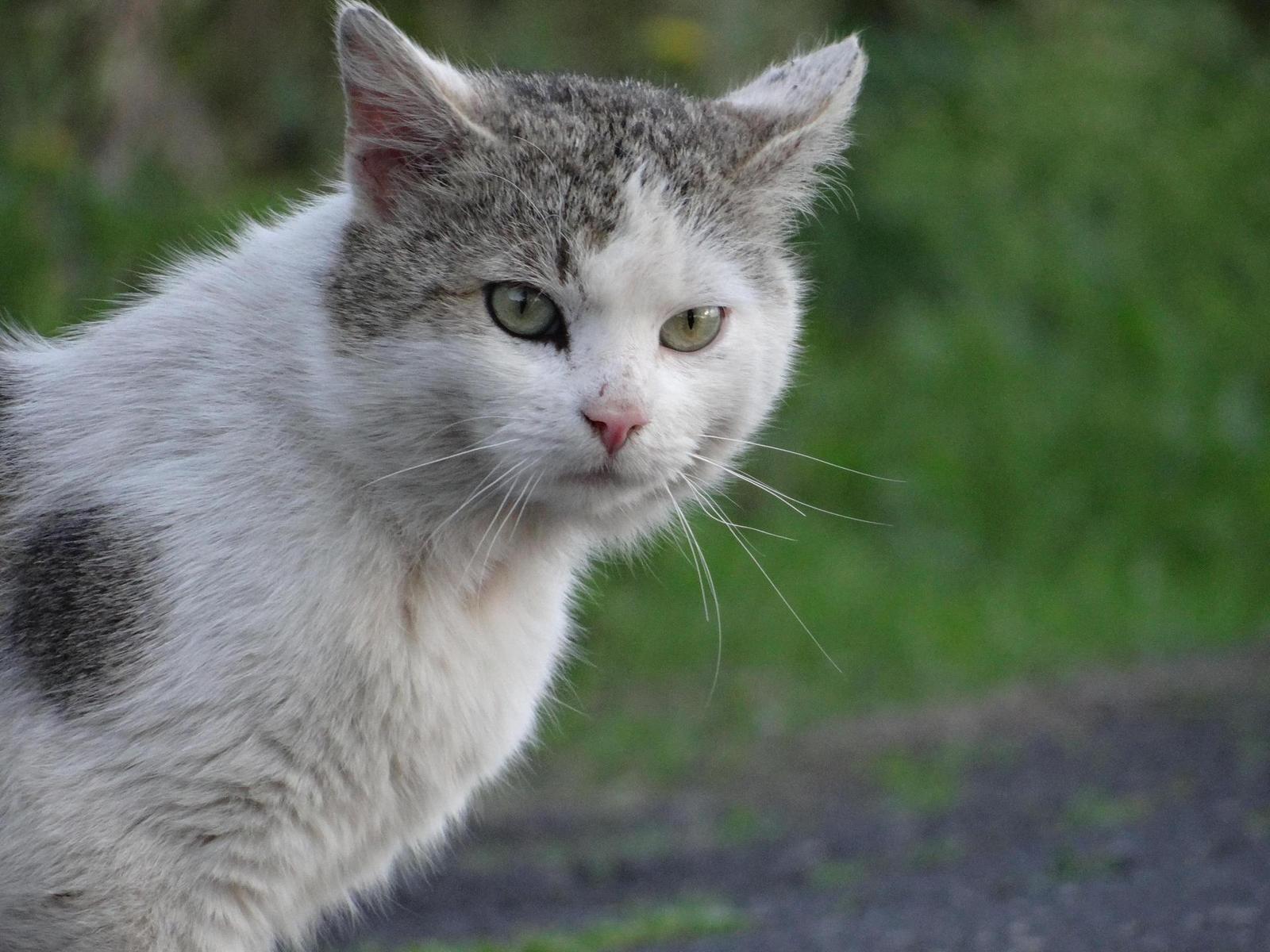 Sony Cyber-shot HX200V: ultrazoomový rychlík