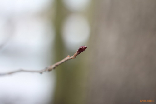 Samyang 35mm F1.4 AS UMC (pro Canon)