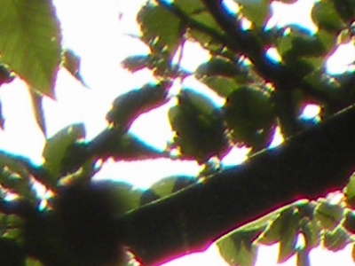 Nikon Coolpix P80: ultrazoom plný protikladů