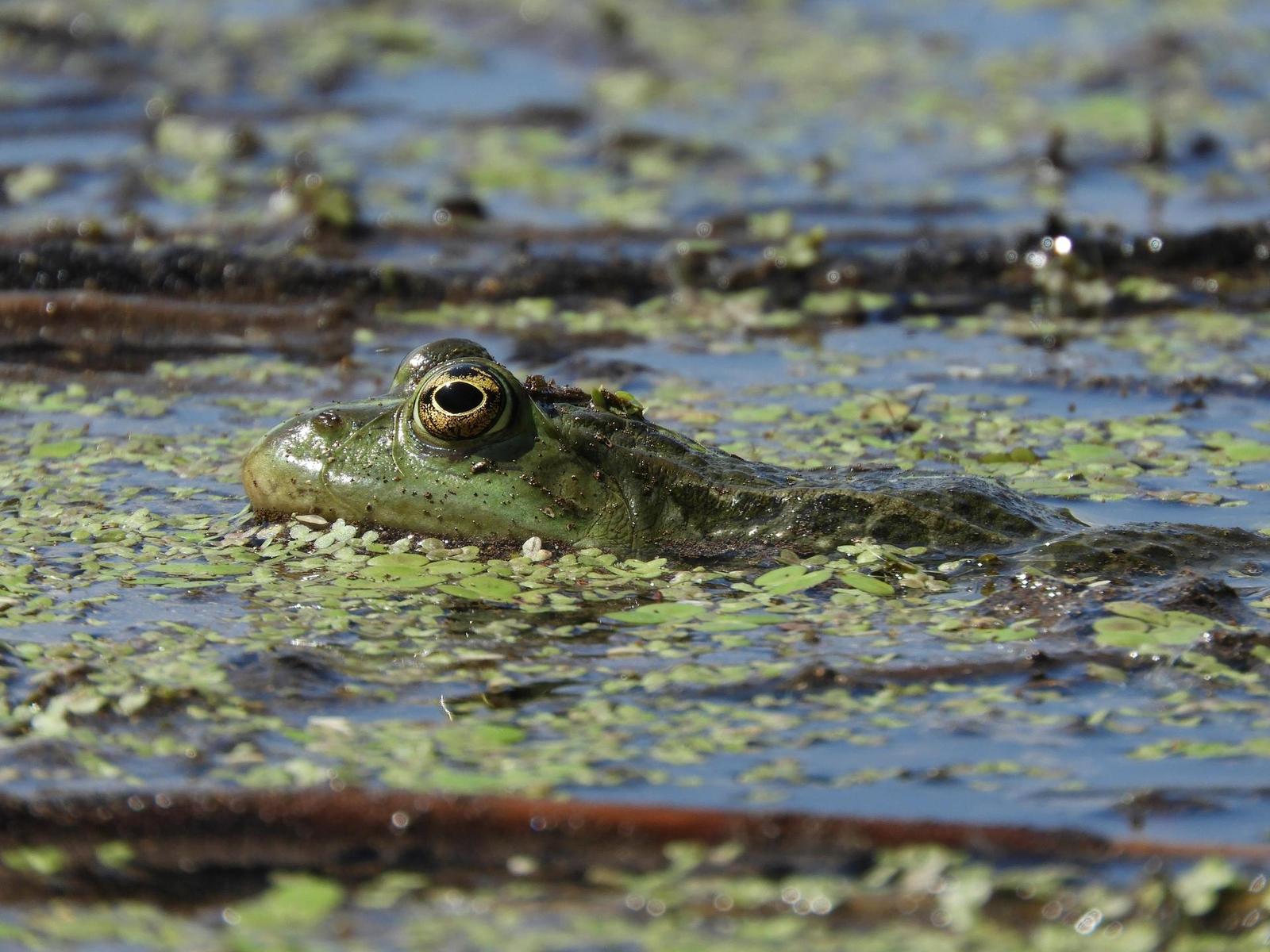 Nikon Coolpix B700: přírodovědec