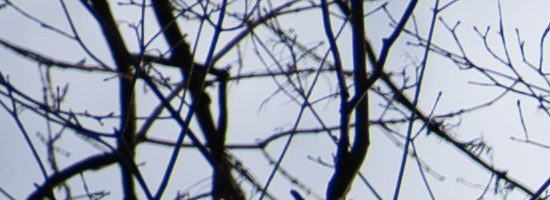 Panasonic Lumix S 50mm F1.8