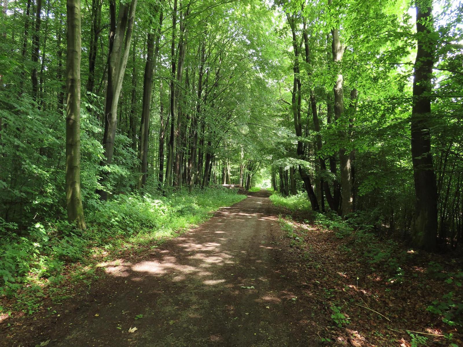 Canon PowerShot SX740 HS: bytelný univerzál