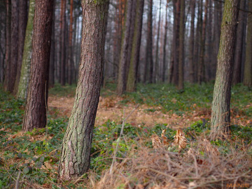 Olympus M.Zuiko Digital 45mm 1:1.8