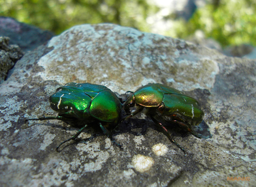 S kompaktem po Střední Dalmácii - 3. díl