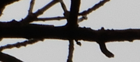 Nikon Coolpix A900: 4K do kapsy