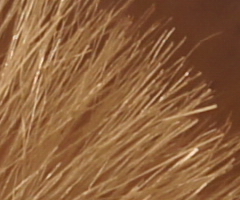 Sony SLT-A33: přesvědčivý revolucionář