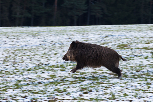 První divočina nadšeného fotografa
