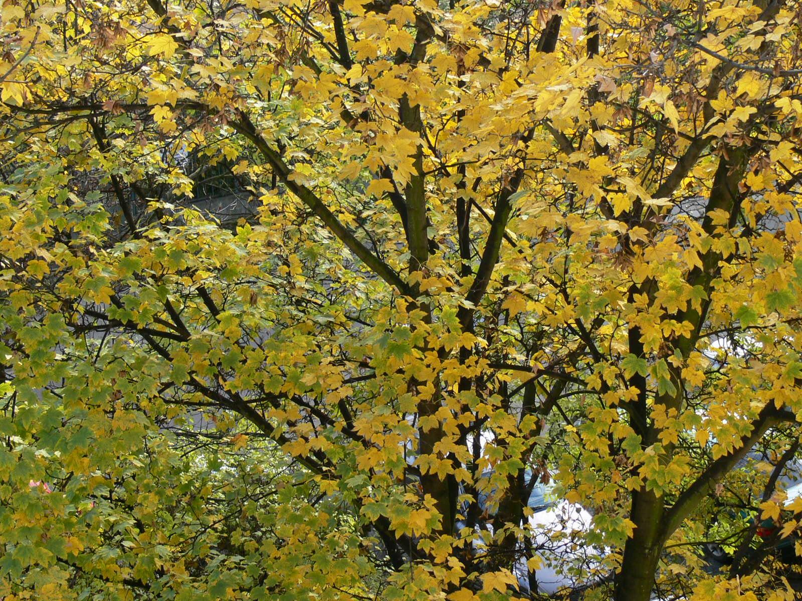 FZ30: Osm milionů za dlouhým sklem