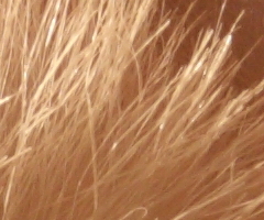 Canon EOS 550D: třídní premiant