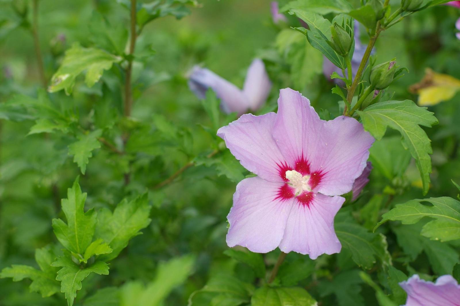 Minolta MD Rokkor 45mm F2.0 (MD)