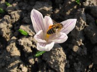 Canon PowerShot A520: Tak trochu jiné Áčko s plným manuálem