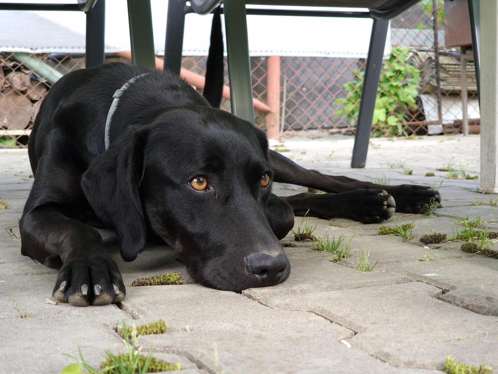 Samsung Galaxy S22 Ultra: pětioký fotografický král?