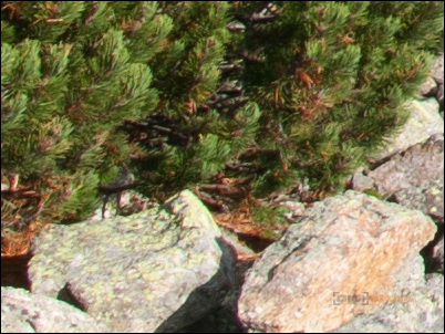 nama5: švýcarský nůž na RAW ze Slovenska