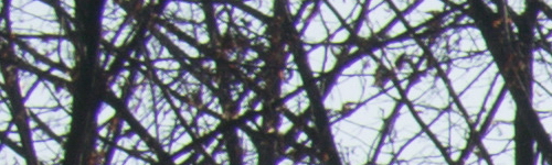 Nikon AF-P NIKKOR 18-55mm f/3.5-5.6G VR