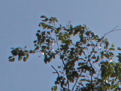 Canon EOS 500D: povedený pokračovatel rodu