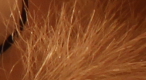 Canon EOS 1200D: vylepšený základ