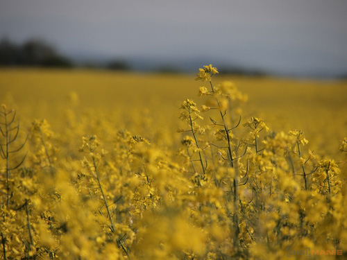 Olympus PEN E-PL2: PEN počtvrté a zase lépe