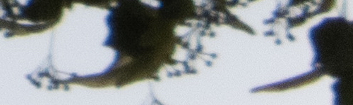 Nikon Coolpix B700: přírodovědec