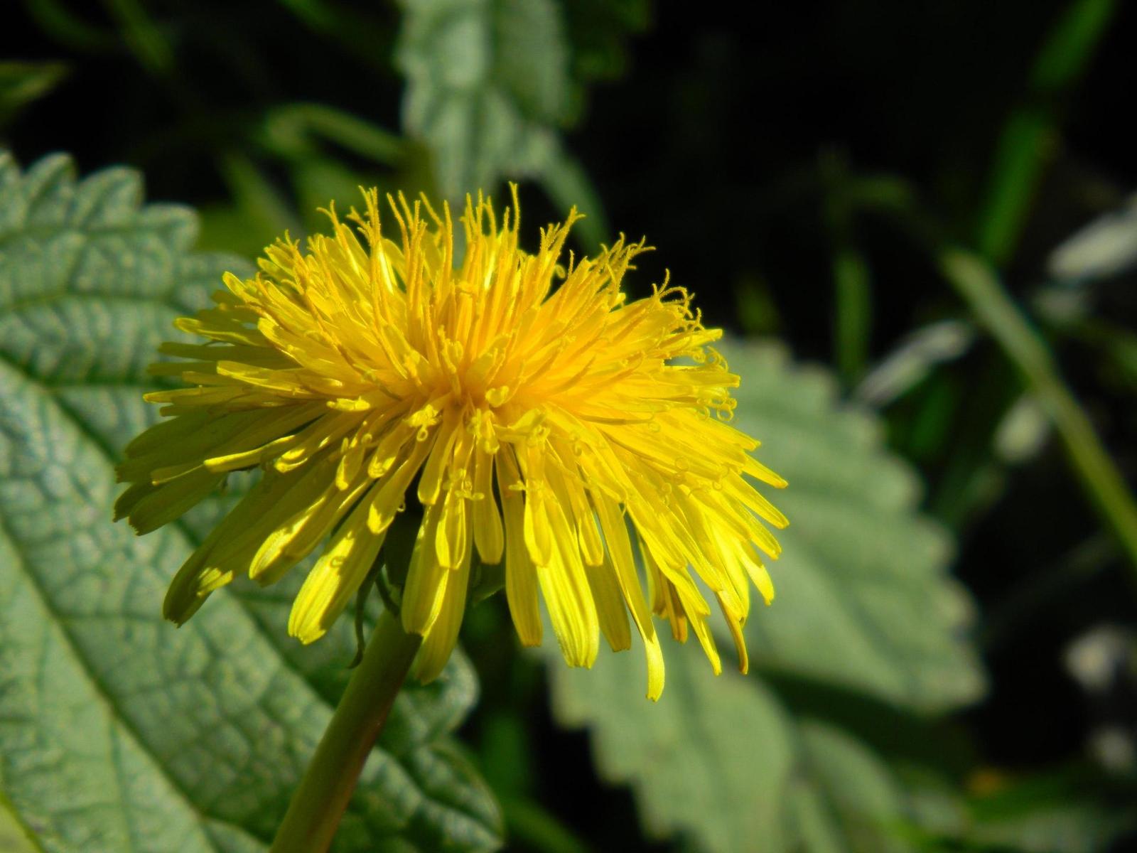 Nikon Coolpix S1100pj: kino v kompaktu