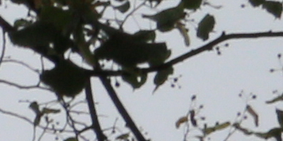 Canon EF-S 18-55mm F3,5-5,6 IS STM