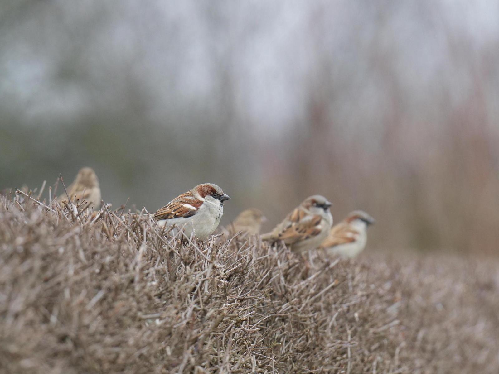 Panasonic Leica DG Elmarit 200mm / F2.8 / Power O.I.S.