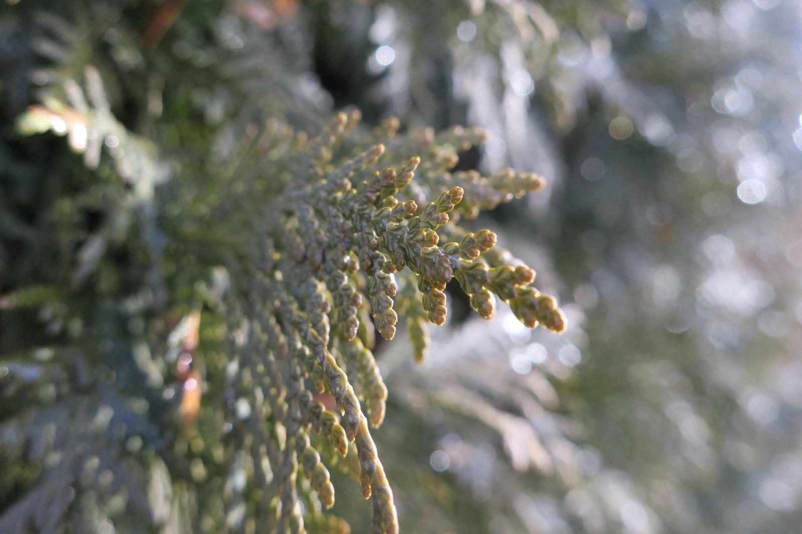 Canon PowerShot G9 X vs Sony Cyber-shot RX100