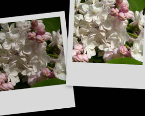 Xerox vylepšil systém pro automatické úpravy fotografií