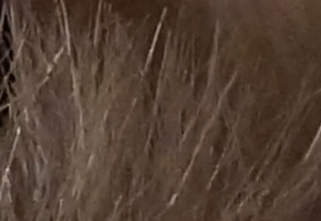 Sony SLT-A77: megapixelový přeborník