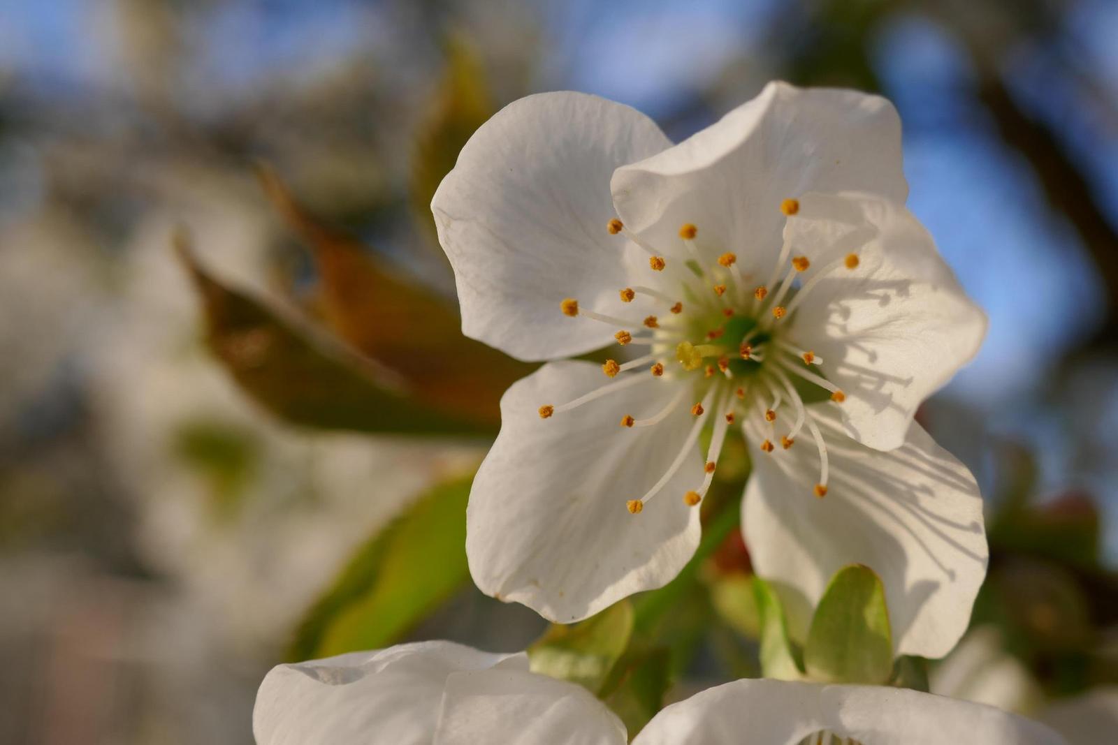 Panasonic Lumix TZ100: luxusní ultrazoom