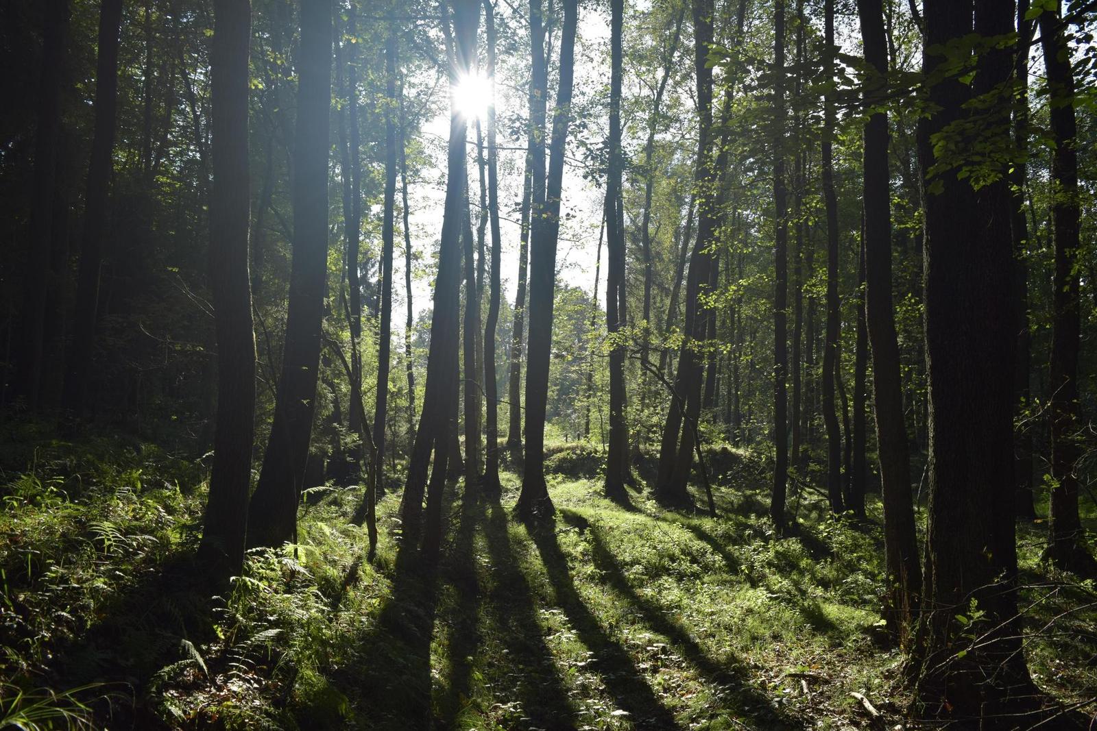 Nikon D3300: drobek se silným srdcem