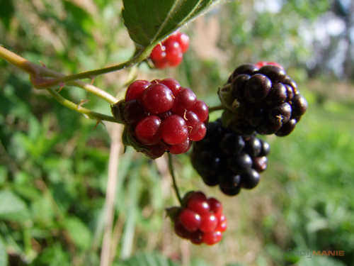 Fujifilm S100FS: jde zrcadlovkám po krku