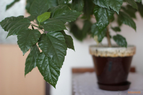 Srovnávací test pevných 50mm objektivů