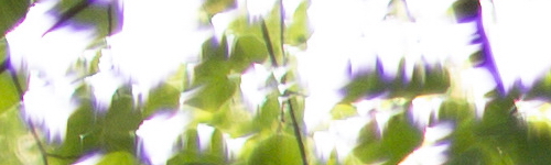 Canon EF 50mm f/1.4 USM