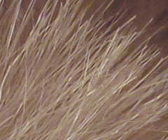 Canon PowerShot SX120 IS: zraje jako víno